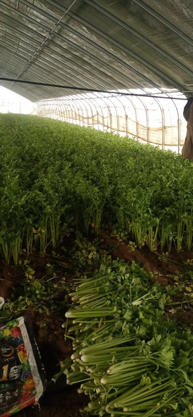 安徽芹菜。美国西芹，小棵芹菜，保证质量，全国代发。