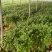 安徽芹菜。美国西芹，小棵芹菜，保证质量，全国代发。