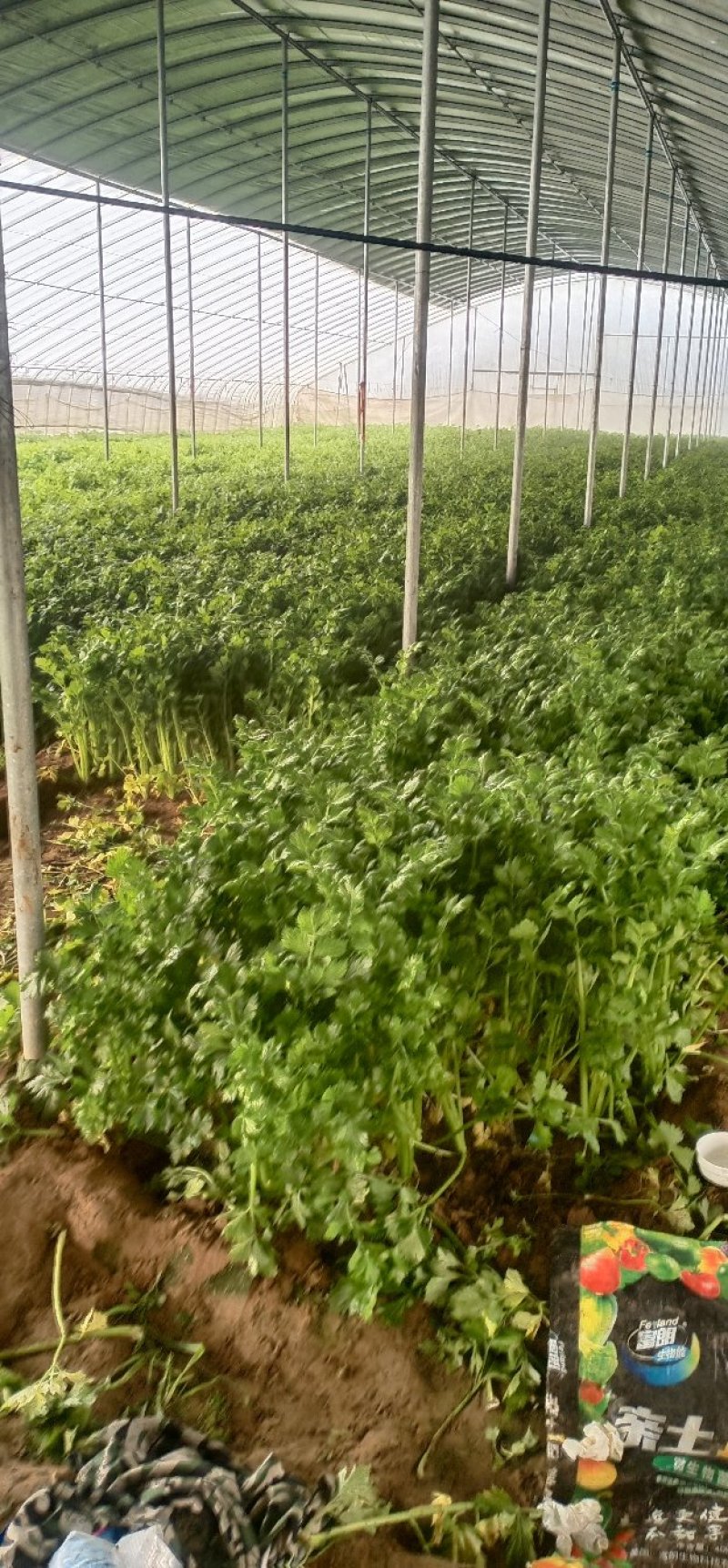 安徽芹菜。美国西芹，小棵芹菜，保证质量，全国代发。