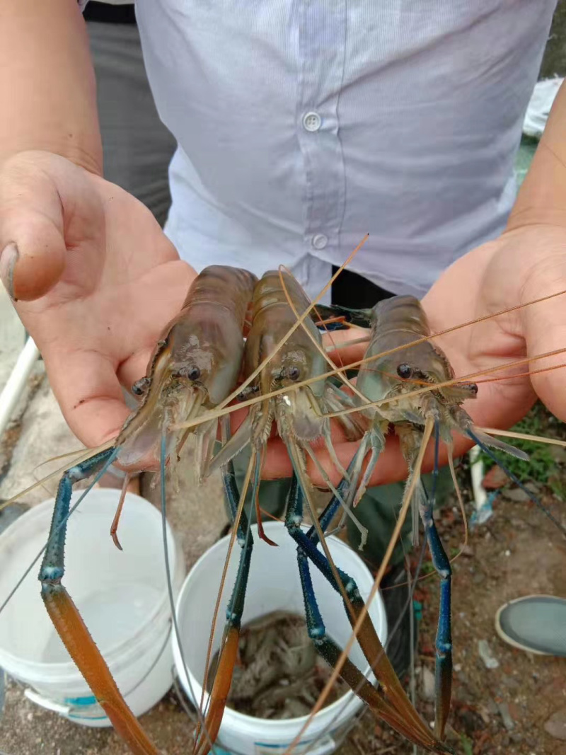 虾苗淡水青虾苗，河虾，草虾，罗氏虾苗，支持全国各地发货