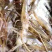 虾苗淡水青虾苗，河虾，草虾，罗氏虾苗，支持全国各地发货