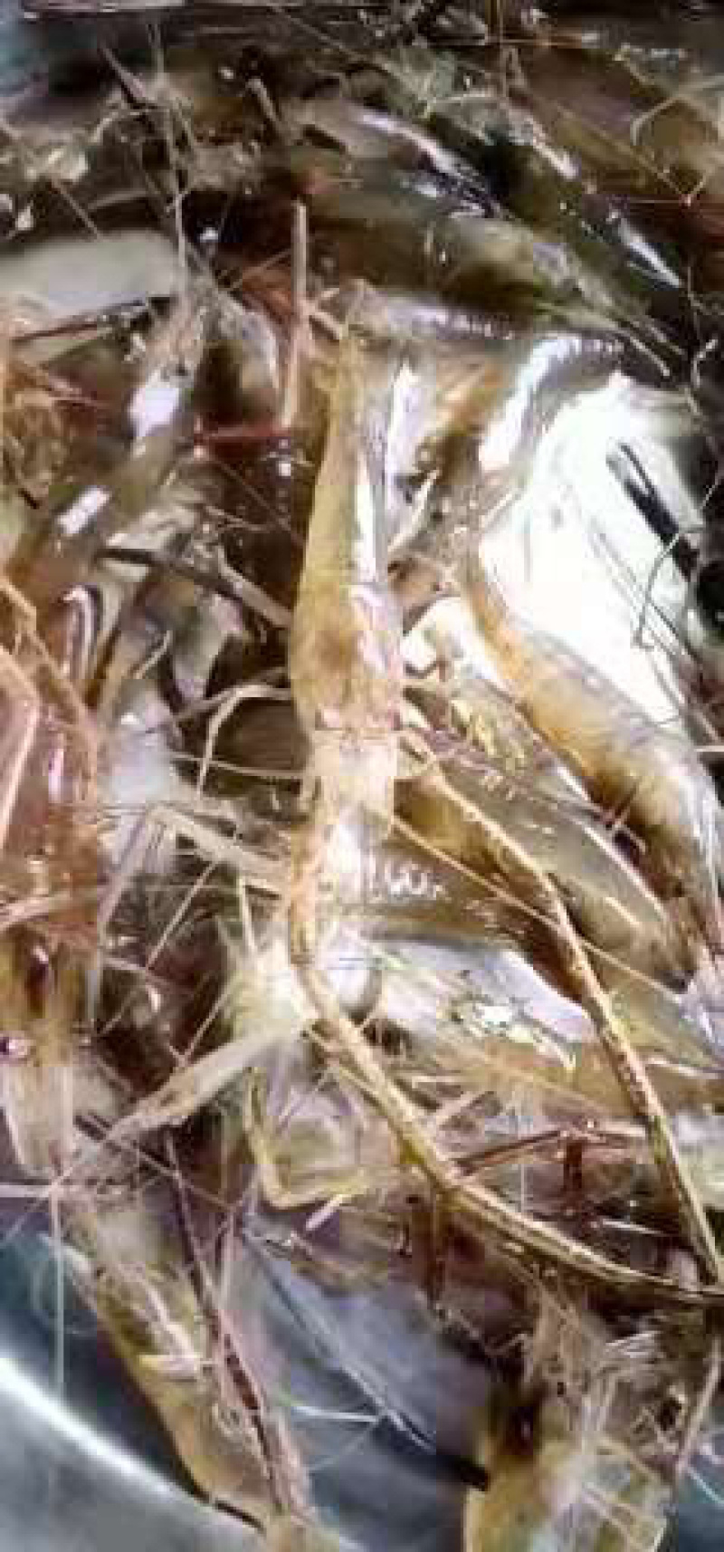 虾苗淡水青虾苗，河虾，草虾，罗氏虾苗，支持全国各地发货
