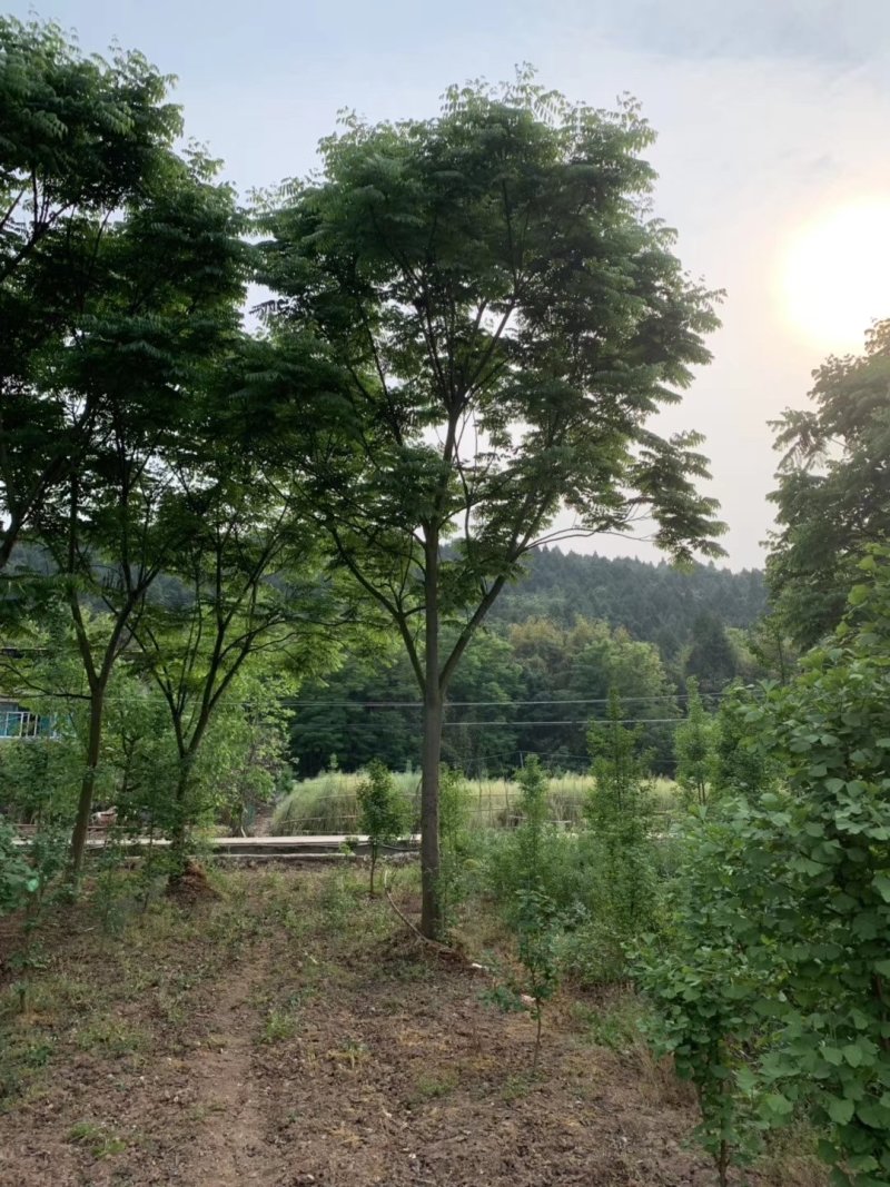 栾树，摇钱树，四川栾树基地出售，成都栾树批发价格