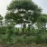 栾树，摇钱树，四川栾树基地出售，成都栾树批发价格