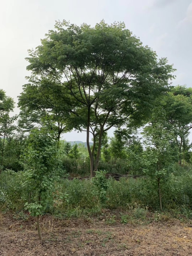 栾树，摇钱树，四川栾树基地出售，成都栾树批发价格