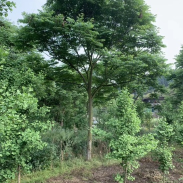 栾树，摇钱树，四川栾树基地出售，成都栾树批发价格