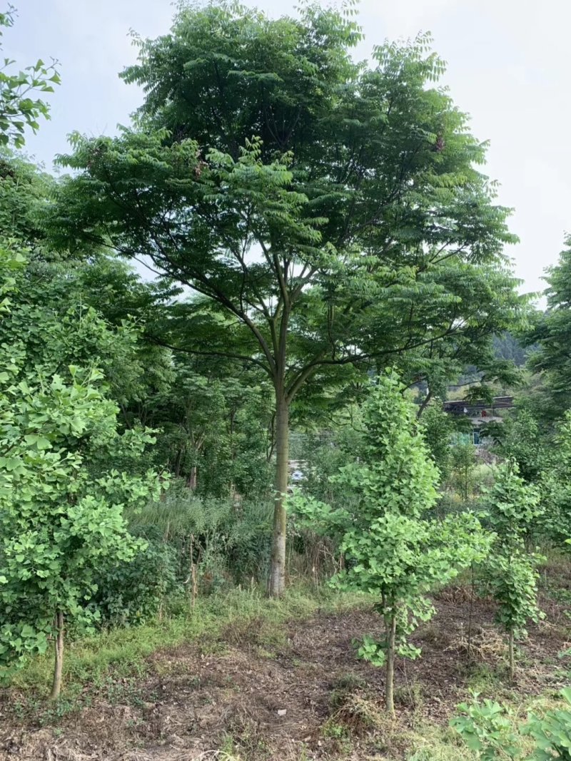 栾树，摇钱树，四川栾树基地出售，成都栾树批发价格