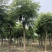 栾树，摇钱树，四川栾树基地出售，成都栾树批发价格