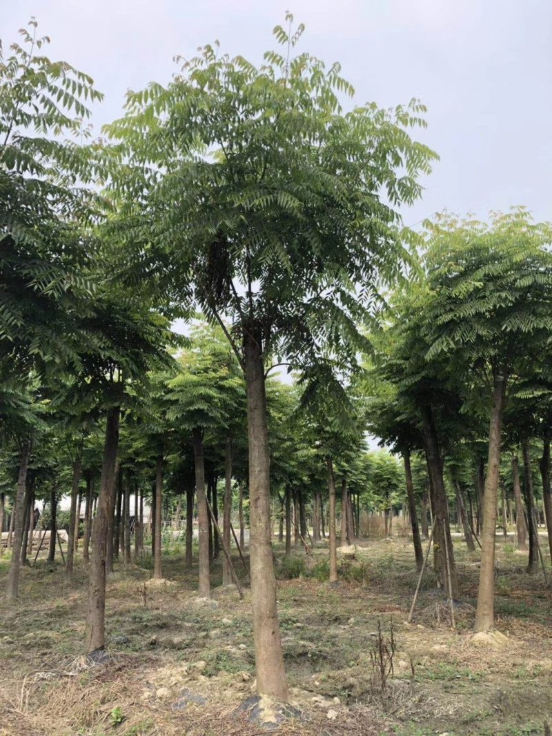 栾树，摇钱树，四川栾树基地出售，成都栾树批发价格