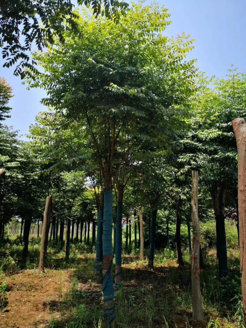 栾树，摇钱树，四川栾树基地出售，成都栾树批发价格