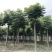 栾树，摇钱树，四川栾树基地出售，成都栾树批发价格