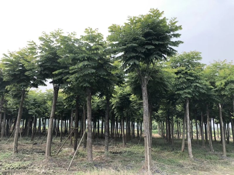 栾树，摇钱树，四川栾树基地出售，成都栾树批发价格