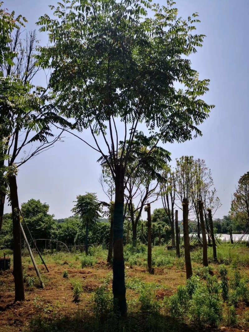 栾树，摇钱树，四川栾树基地出售，成都栾树批发价格