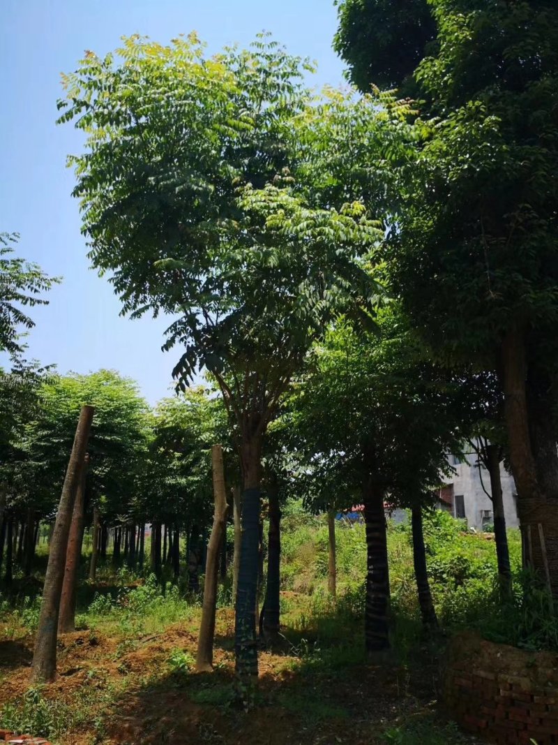 栾树，摇钱树，四川栾树基地出售，成都栾树批发价格