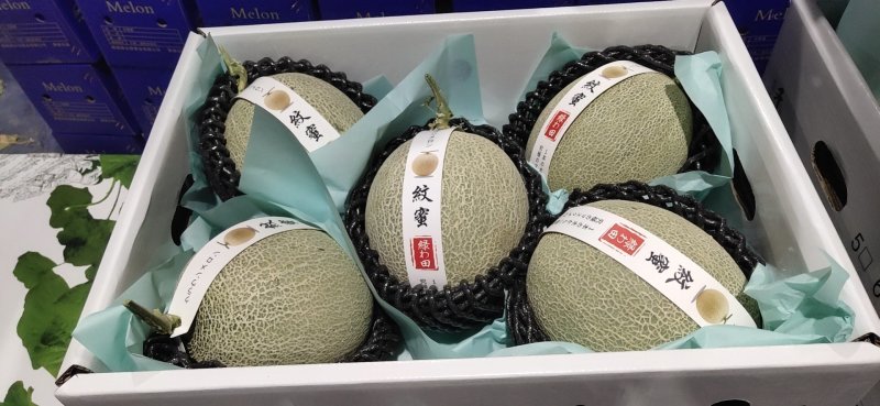 海南网纹瓜一级5粒6粒装，公司订单，寻找长年合作诚信老板