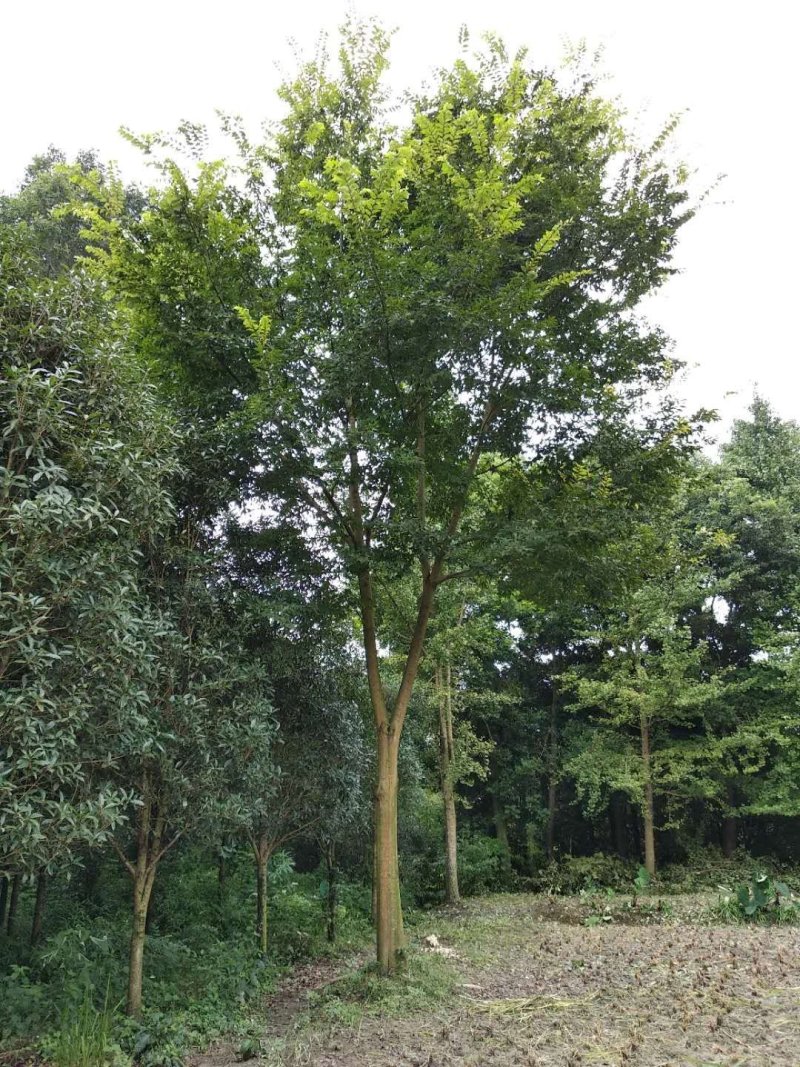 朴树，鸡屎树，四川朴树基地出售，成都朴树批发价格