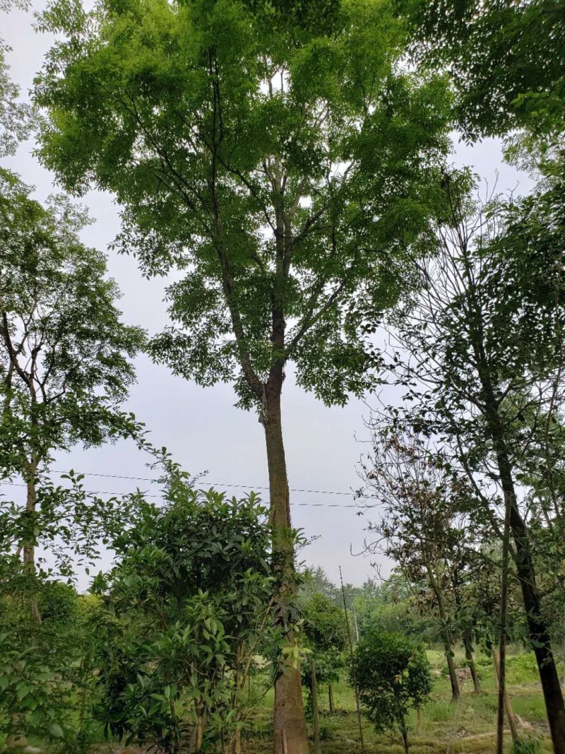 朴树，鸡屎树，四川朴树基地出售，成都朴树批发价格