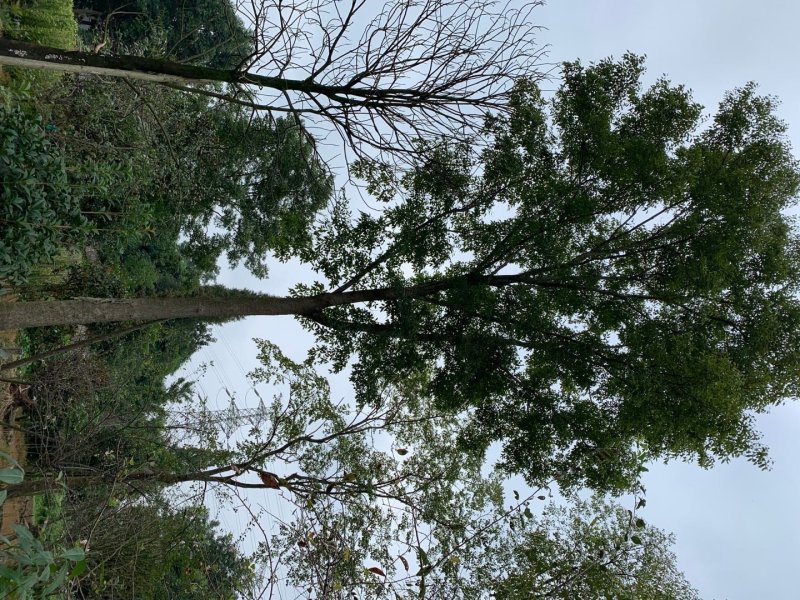朴树，鸡屎树，四川朴树基地出售，成都朴树批发价格