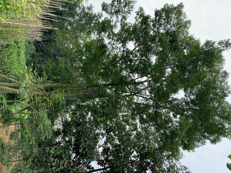 朴树，鸡屎树，四川朴树基地出售，成都朴树批发价格