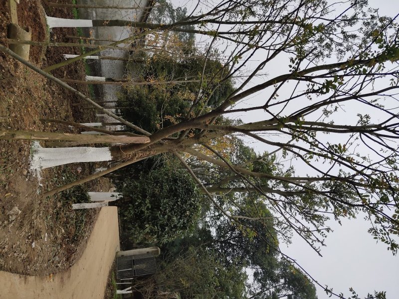 朴树，鸡屎树，四川朴树基地出售，成都朴树批发价格