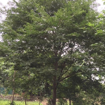 朴树，鸡屎树，四川朴树基地出售，成都朴树批发价格