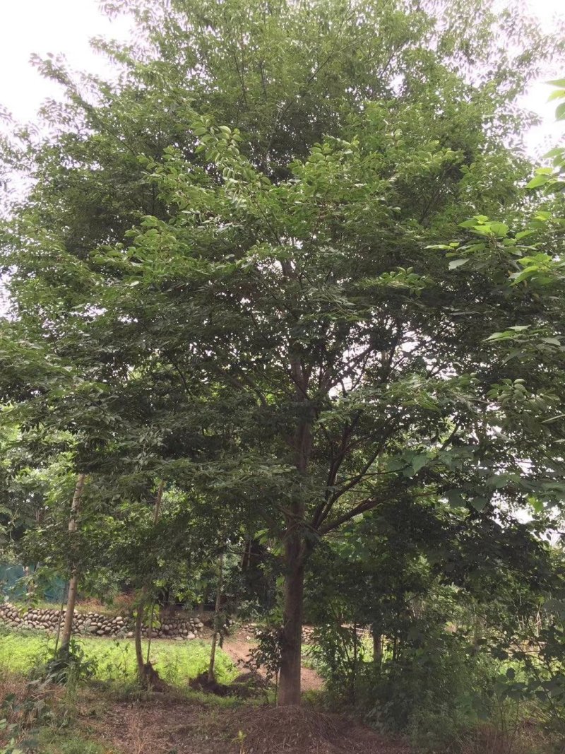朴树，鸡屎树，四川朴树基地出售，成都朴树批发价格