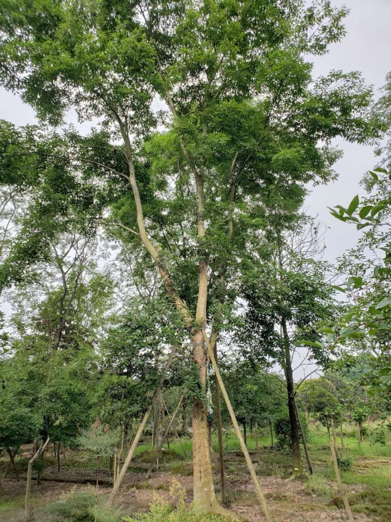 朴树，鸡屎树，四川朴树基地出售，成都朴树批发价格
