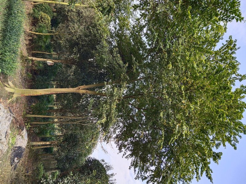 朴树，鸡屎树，四川朴树基地出售，成都朴树批发价格