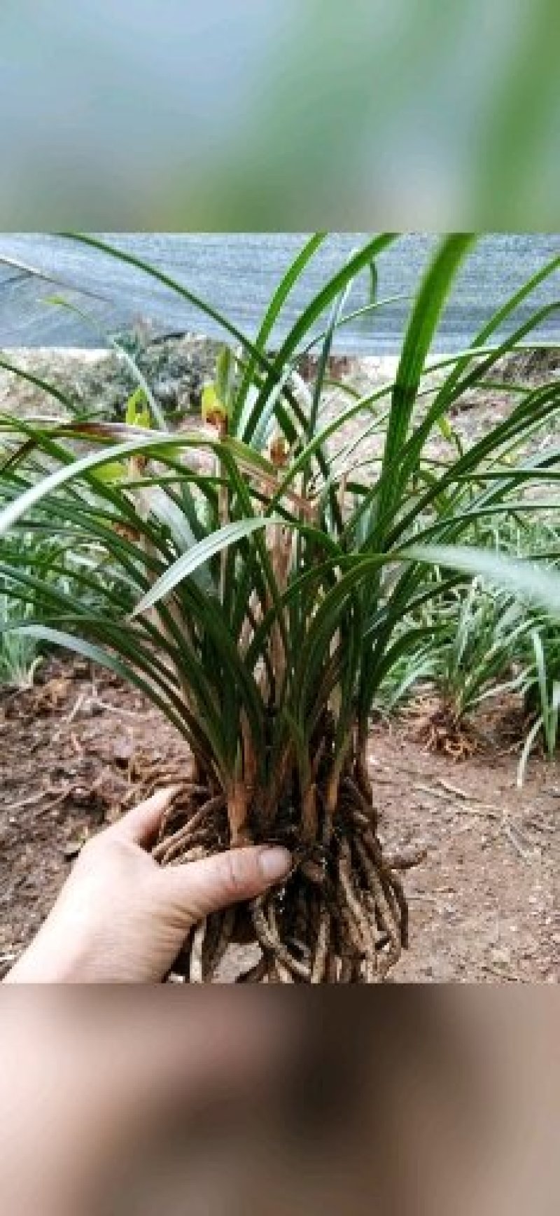 高品质兰花，湖北随州名品蕙兰，春兰，花浓香