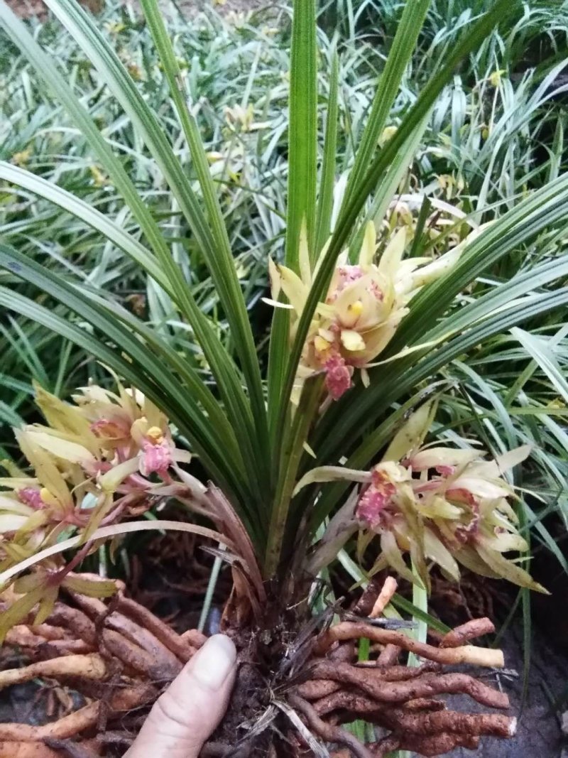 高品质兰花，湖北随州名品蕙兰，春兰，花浓香
