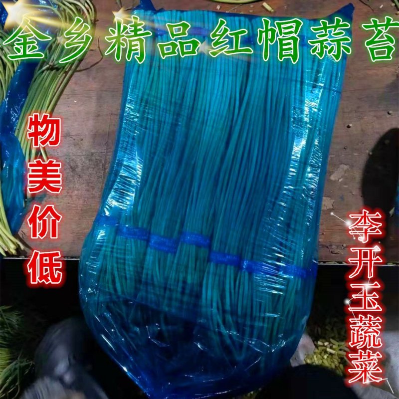 【蒜薹】金乡红帽蒜苔产地直发无霉斑量大从优品质保证