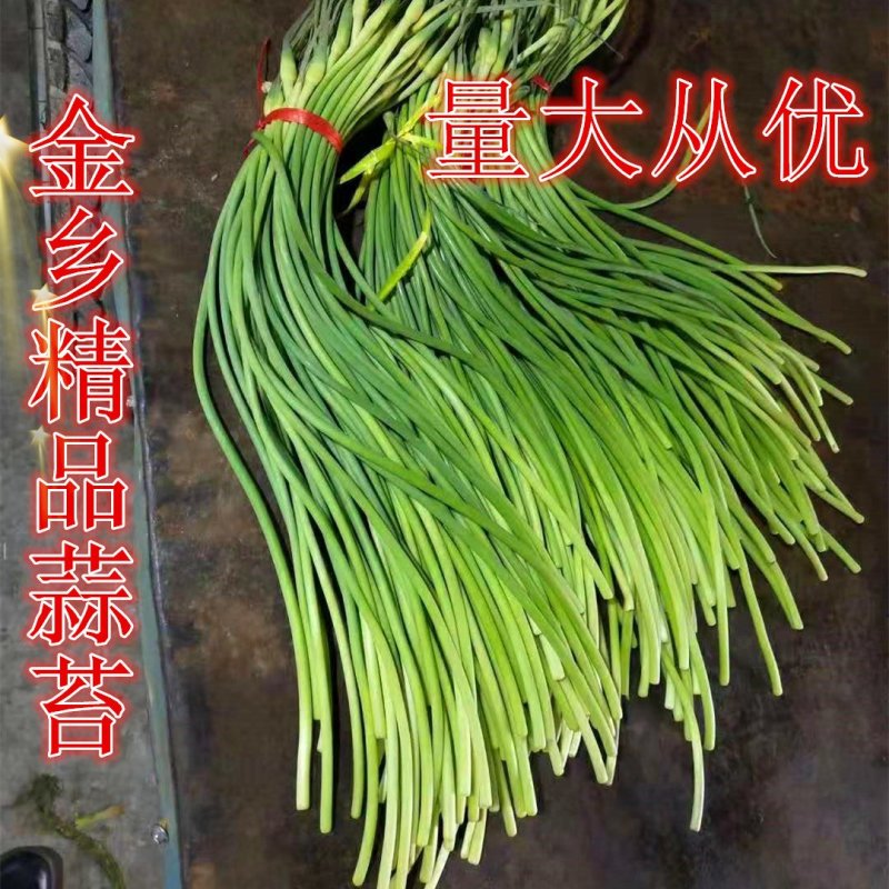【蒜薹】金乡红帽蒜苔产地直发无霉斑量大从优品质保证
