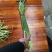 【蒜薹】金乡红帽蒜苔产地直发无霉斑量大从优品质保证