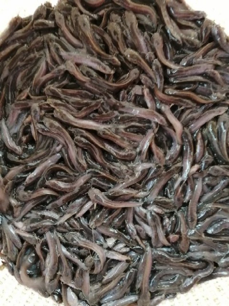 水产种苗种苗水花苗