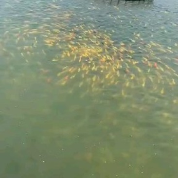 水产种苗种苗水花苗