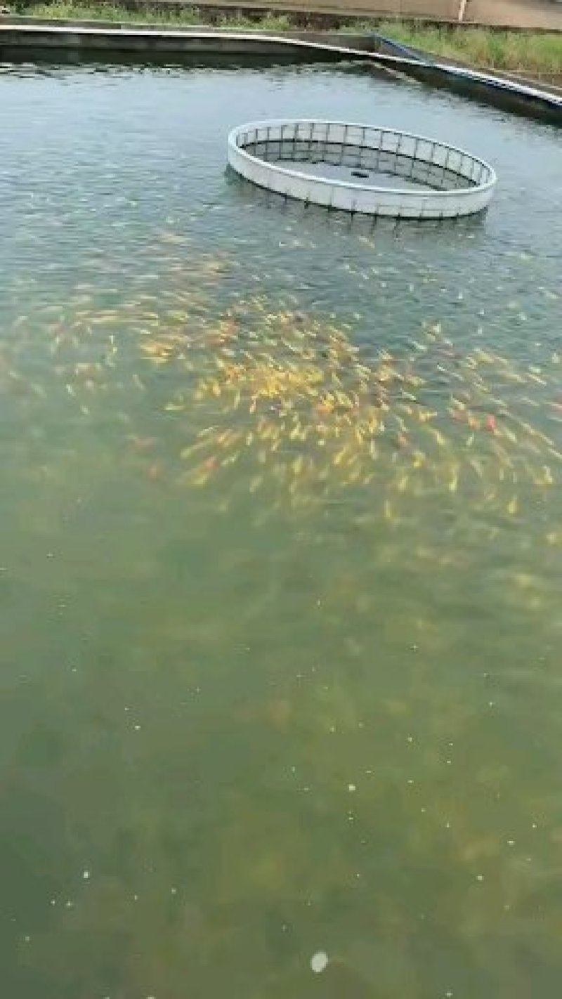 水产种苗种苗水花苗
