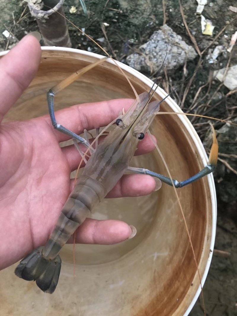 水产种苗种苗水花苗