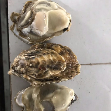 乳山生蚝5斤装鲜活牡蛎清洗干净