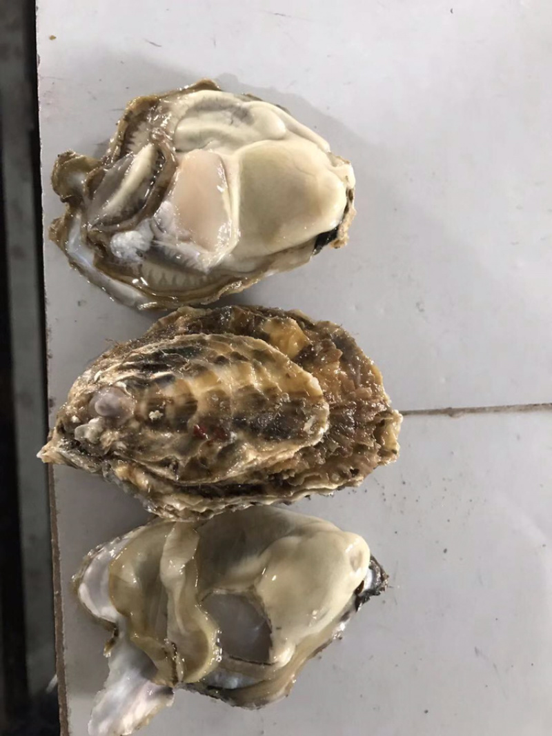 乳山生蚝5斤装鲜活牡蛎清洗干净