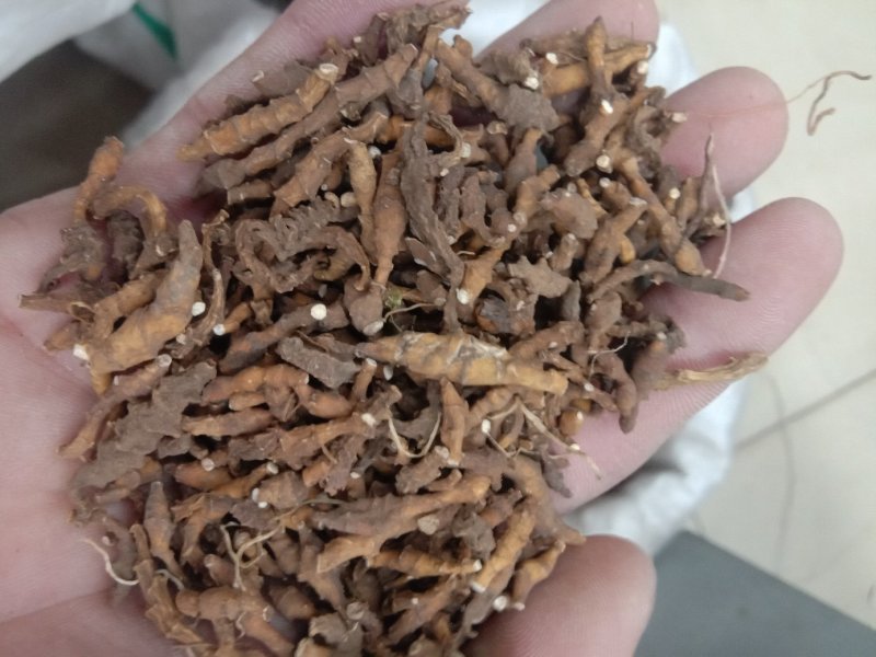 节菖蒲常年批发供应节各种规格菖蒲中药材