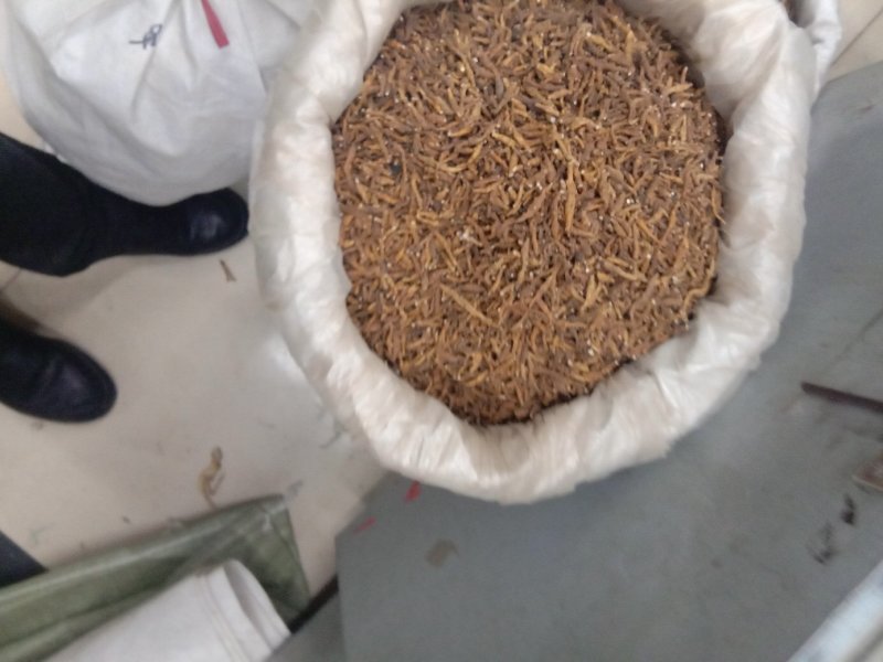 节菖蒲常年批发供应节各种规格菖蒲中药材