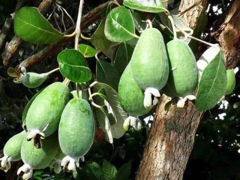 菲油果苗斐济果费约果种苗根系发达