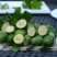 菲油果苗斐济果费约果种苗根系发达
