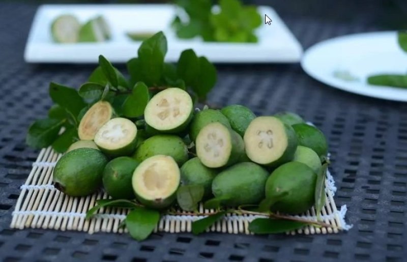 菲油果苗斐济果费约果种苗根系发达