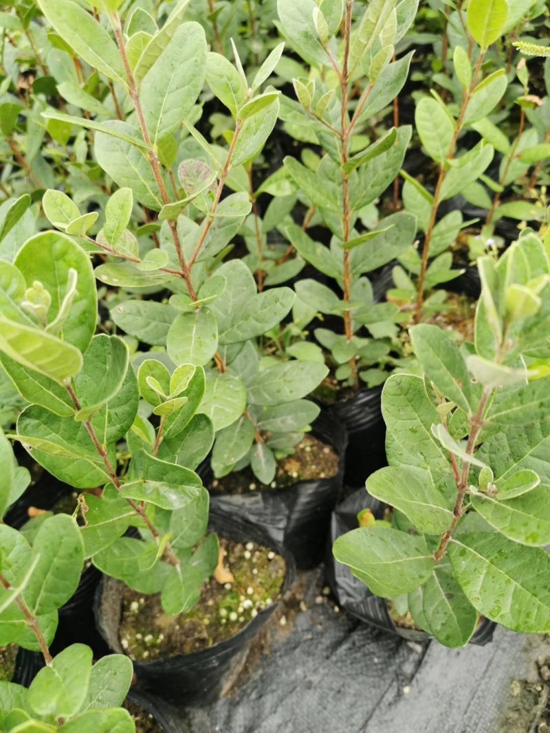 菲油果苗斐济果费约果种苗根系发达