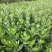 菲油果苗斐济果费约果种苗根系发达
