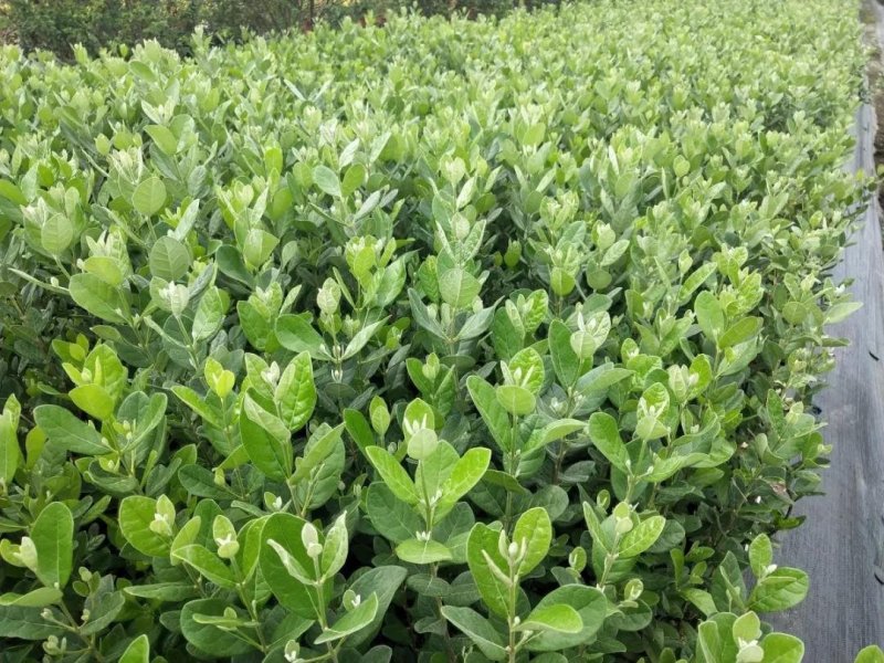菲油果苗斐济果费约果种苗根系发达
