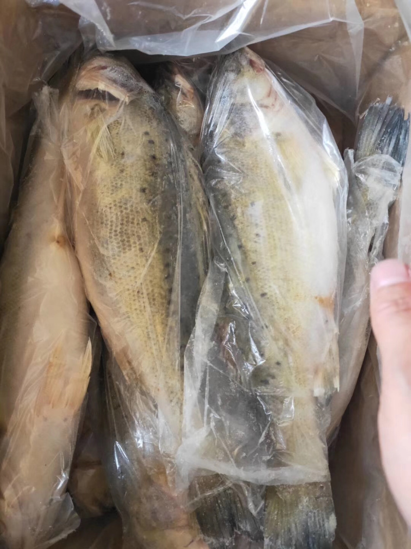 鲈鱼，海鲈鱼