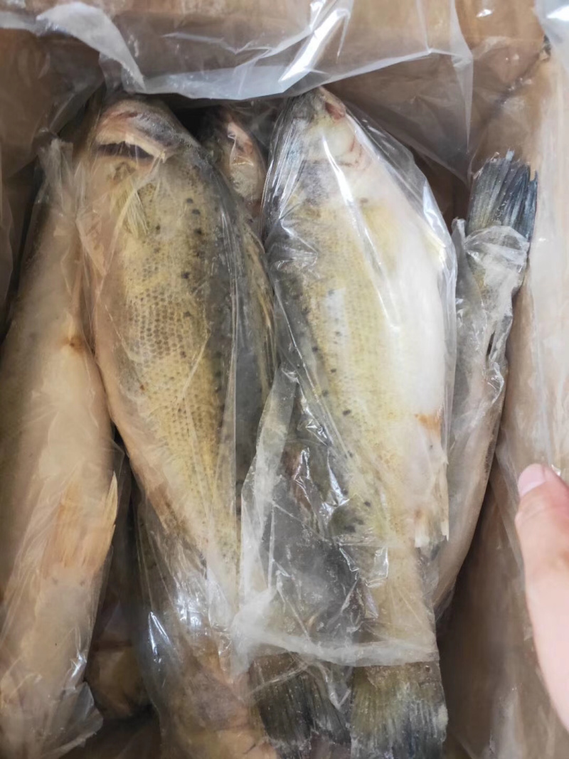 鲈鱼，海鲈鱼