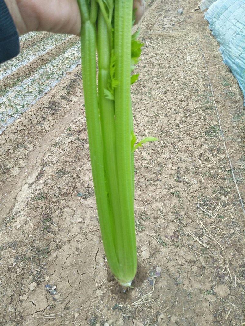 夏县芹菜